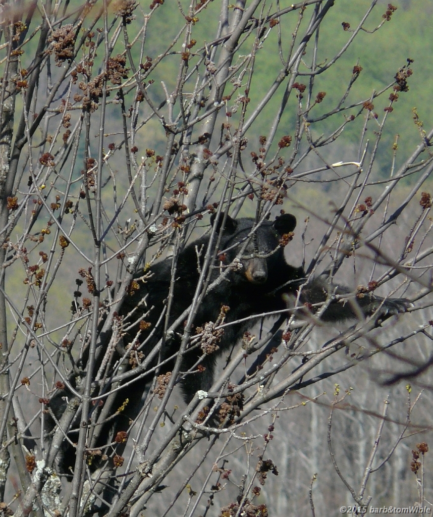 black bear, shenandoah np, april 2015