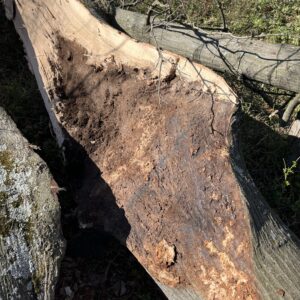 parcel B tree downed in last night's wind