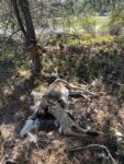 deer carcass on parcel C berm along rt7